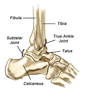 leg bone anatomy