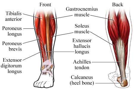 Ankle & Lower Leg Anatomy - Foot, Ankle & Lower Leg Orthopedic Assessment